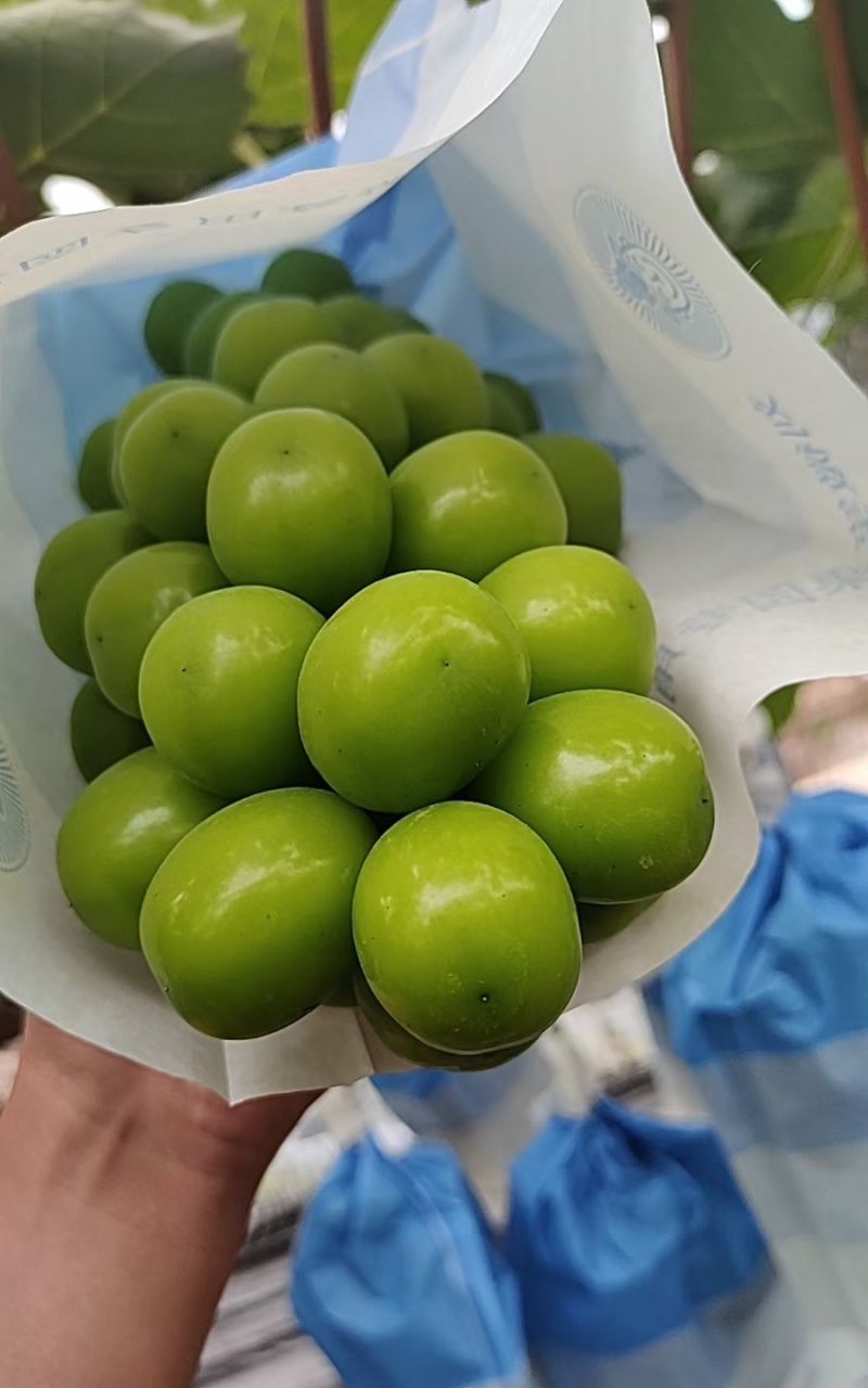 湖北潜江精品阳光玫瑰个头大货量足，通货四块起，欢迎各老板