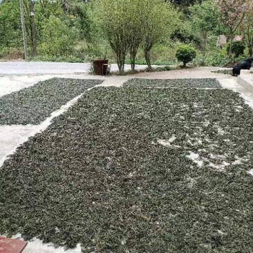 陕西宁强干品香椿芽一等品保质保量