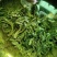陕西宁强干品香椿芽一等品保质保量