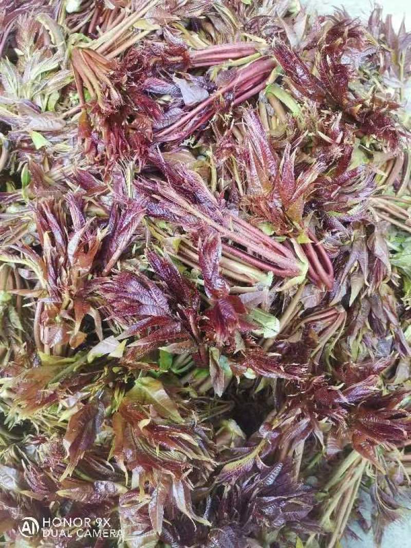 陕西宁强干品香椿芽一等品保质保量