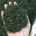 毛尖茶叶2024新茶茶叶信阳绿茶春茶散装明前手工嫩芽浓