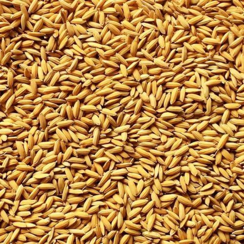 大量采购，销售储备粮（国家粮食储备库稻谷）以及水稻