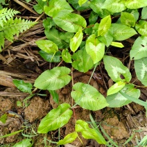 野生植物，火炭母，干货，长期供应