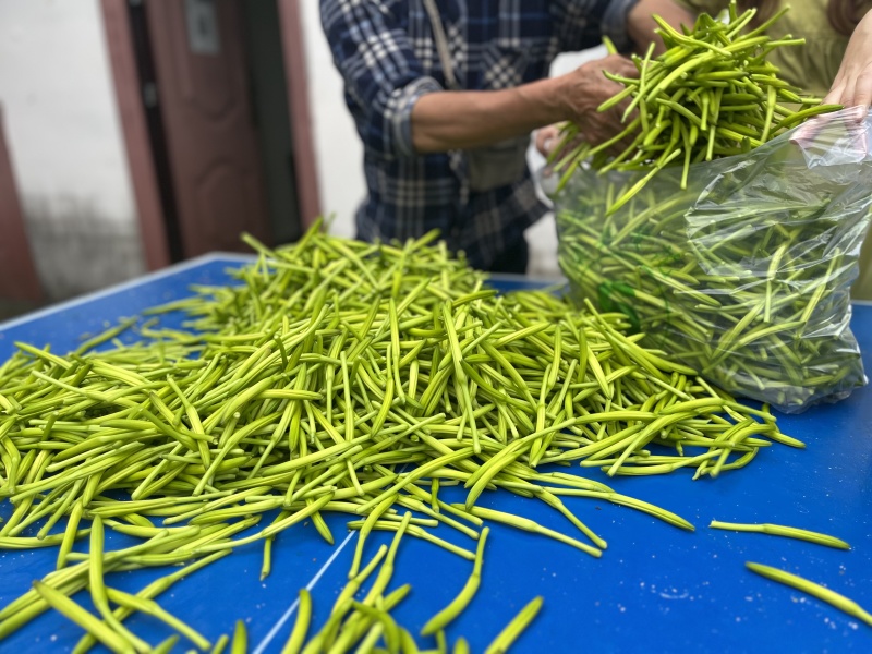 渠县新鲜黄花菜大宗批发黄花菜之乡