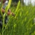 渠县新鲜黄花菜大宗批发黄花菜之乡