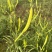渠县新鲜黄花菜大宗批发黄花菜之乡