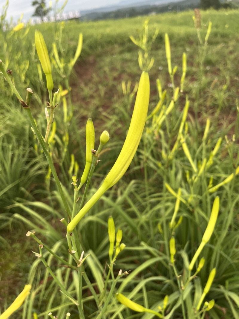 渠县新鲜黄花菜大宗批发黄花菜之乡