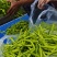 渠县新鲜黄花菜大宗批发黄花菜之乡