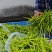 渠县新鲜黄花菜大宗批发黄花菜之乡