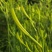 渠县新鲜黄花菜大宗批发黄花菜之乡