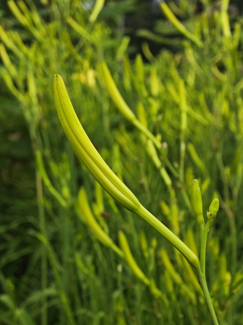 渠县新鲜黄花菜大宗批发黄花菜之乡