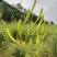 渠县新鲜黄花菜大宗批发黄花菜之乡