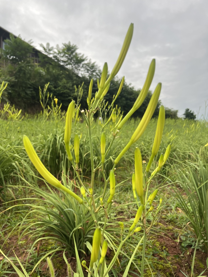 渠县新鲜黄花菜大宗批发黄花菜之乡