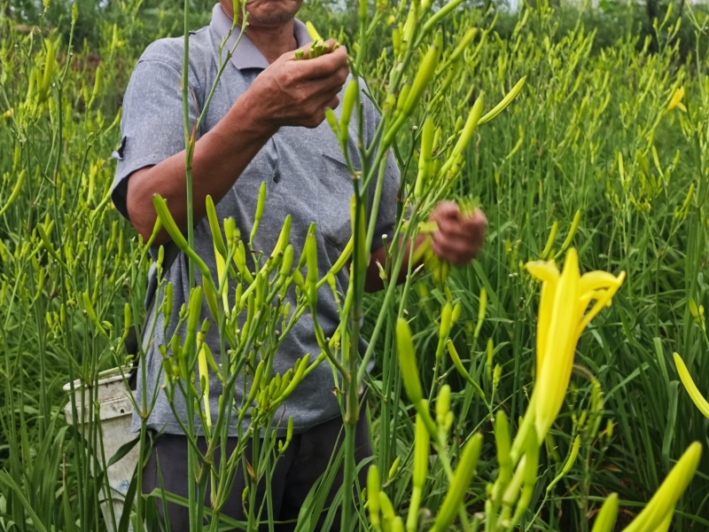 渠县新鲜黄花菜大宗批发黄花菜之乡