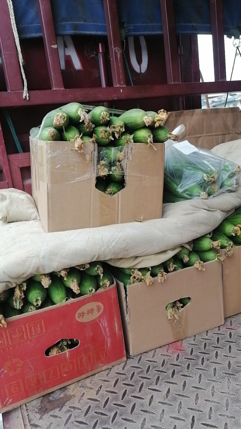 中牟丝瓜