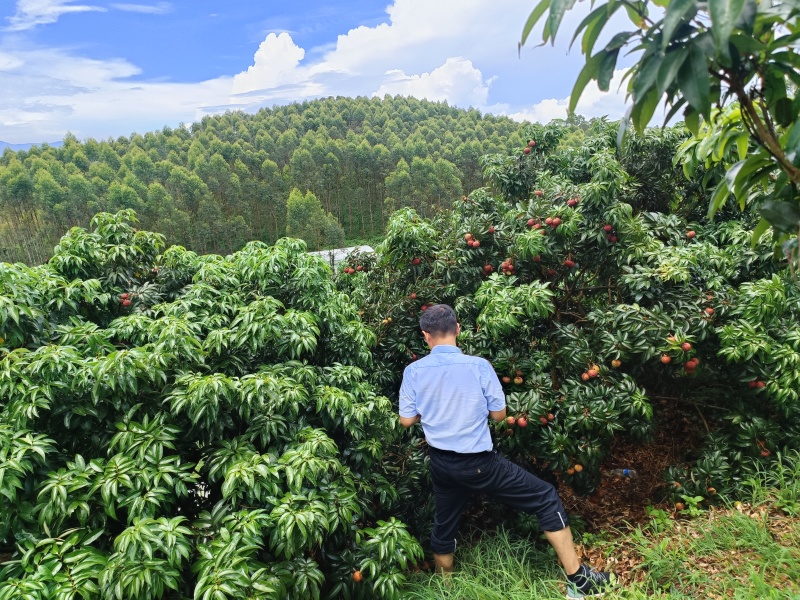 广西钦州浦北县荔枝王，大果园