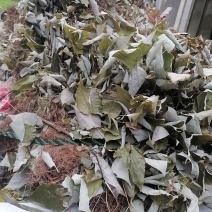 淫羊藿