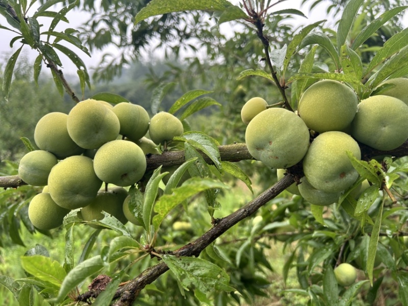 青脆李大量上市，特甜特脆，产地直发，保证质量，价格实惠！