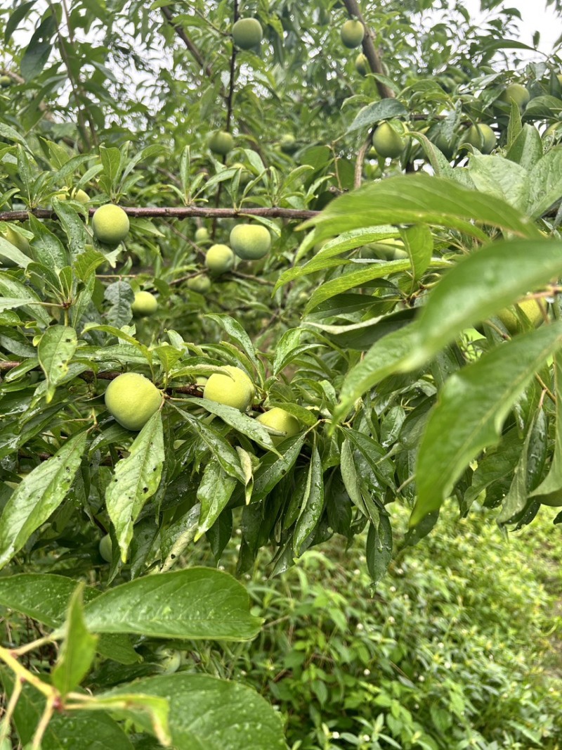 青脆李大量上市，特甜特脆，产地直发，保证质量，价格实惠！