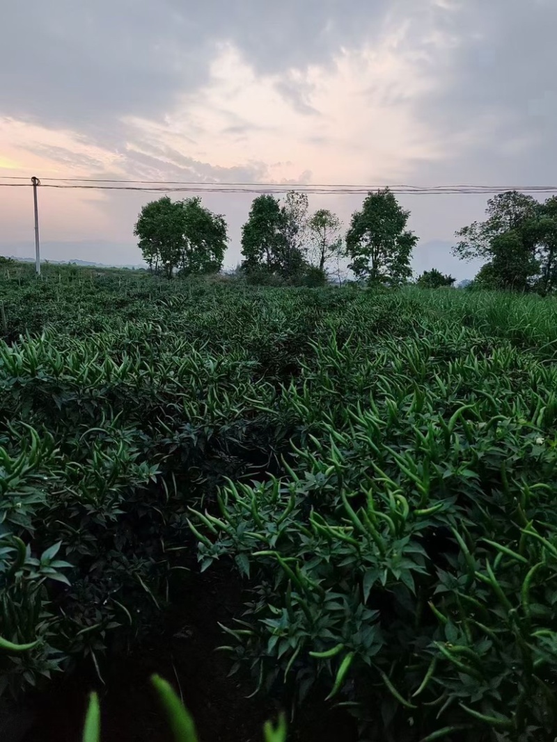 新鲜上市红小米椒