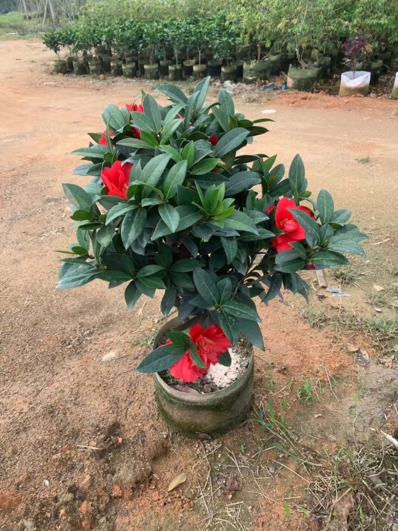 四季茶花80-200低价出售