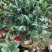 四季茶花80-200低价出售