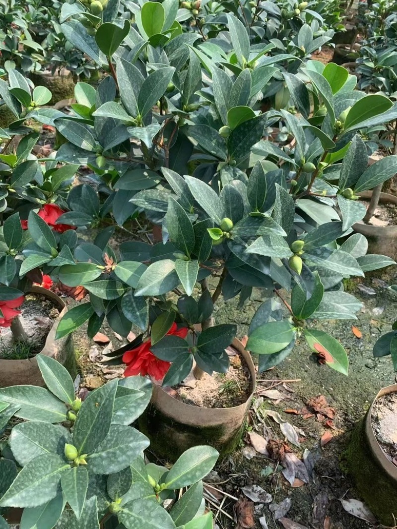 四季茶花80-200低价出售