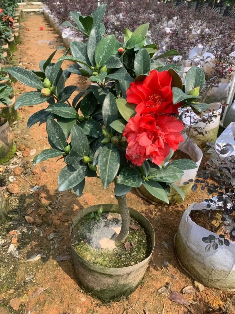 四季茶花80-200低价出售