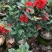 四季茶花80-200低价出售