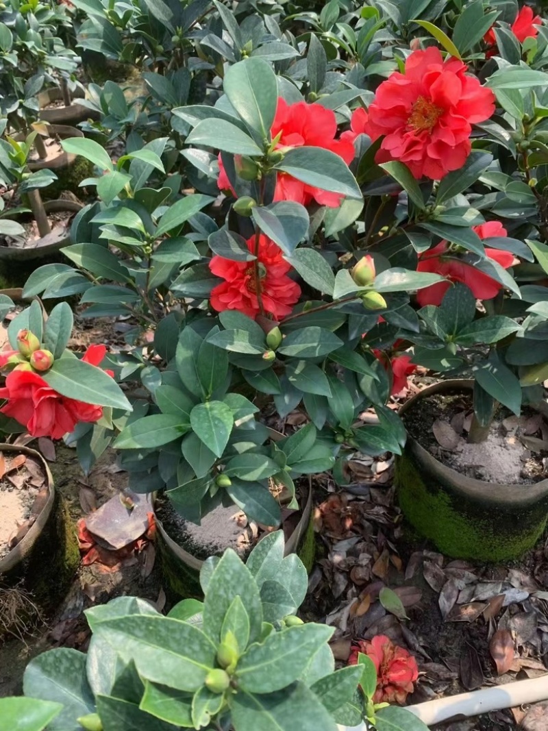 四季茶花80-200低价出售