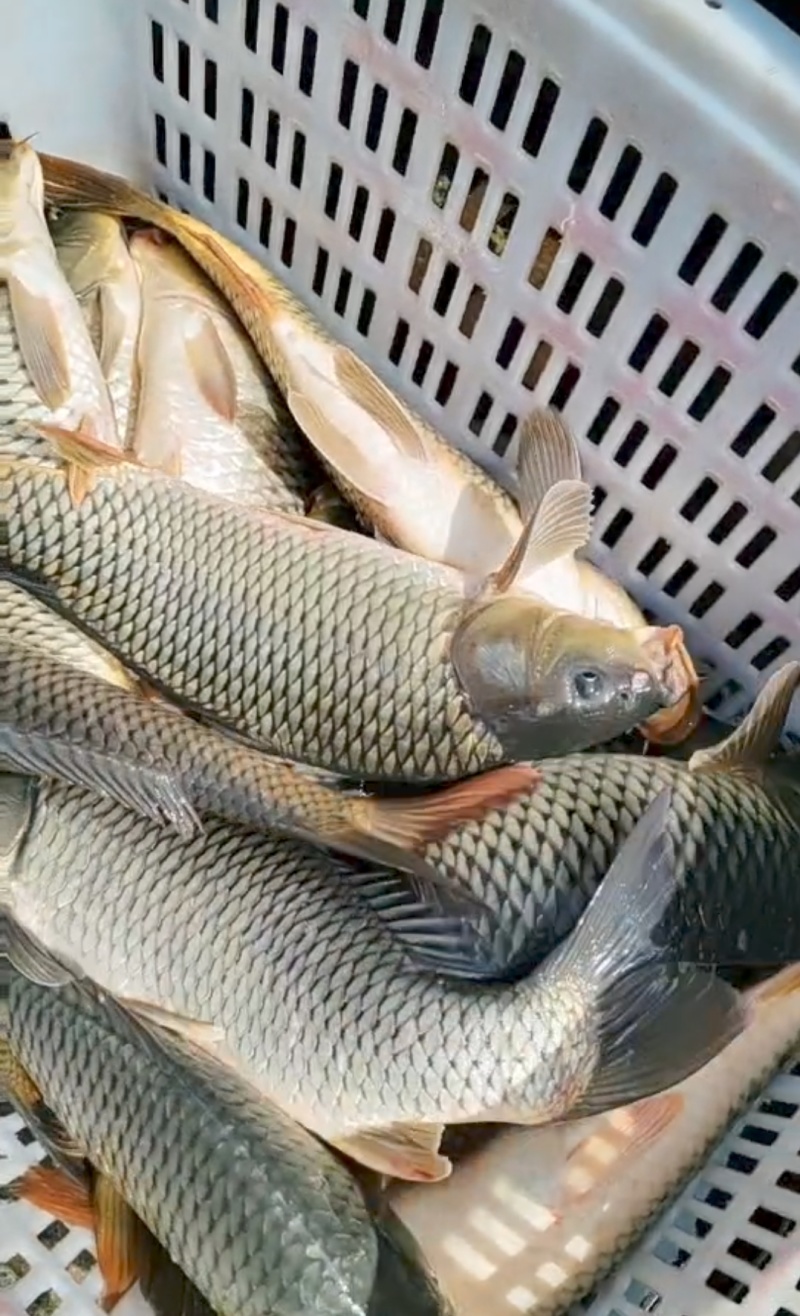 【大鲤鱼】黄河大鲤鱼货源充足保质保量去年老鱼