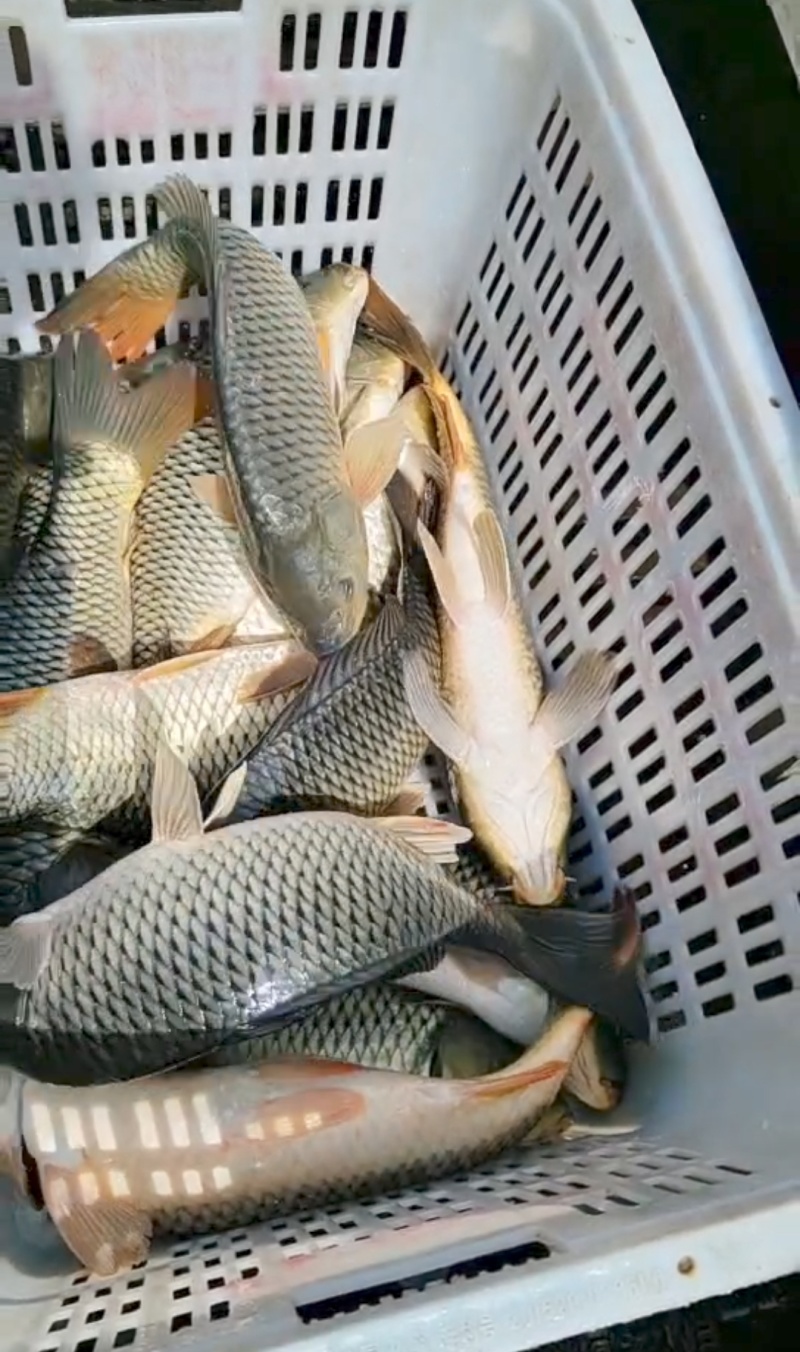 【大鲤鱼】黄河大鲤鱼货源充足保质保量去年老鱼