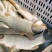 【大鲤鱼】黄河大鲤鱼货源充足保质保量去年老鱼