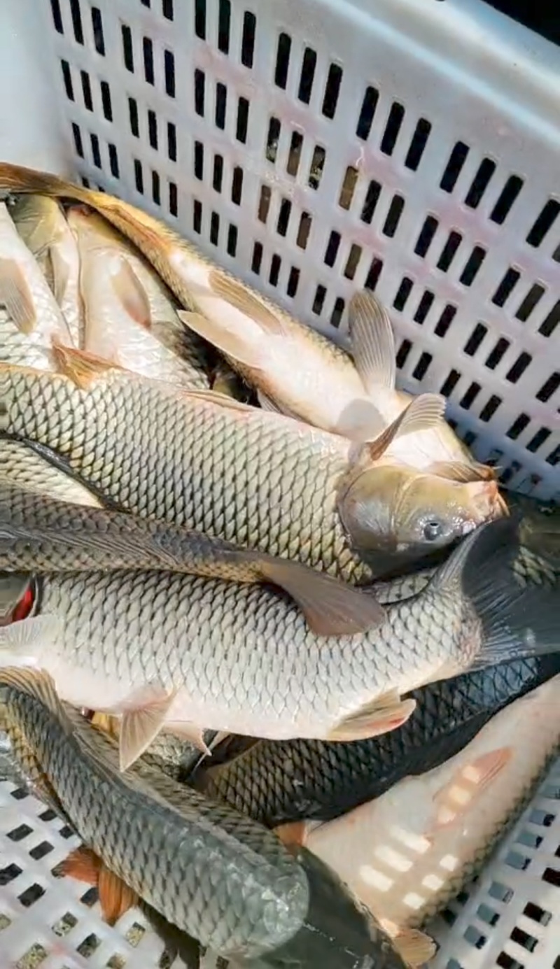 【大鲤鱼】黄河大鲤鱼货源充足保质保量去年老鱼