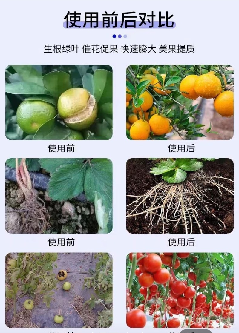 海藻鱼蛋白生根壮秧保花保果改良土壤提质增产