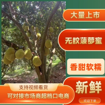 珍珠无胶菠萝蜜5-15斤糖度高口感好适合社区团购商超