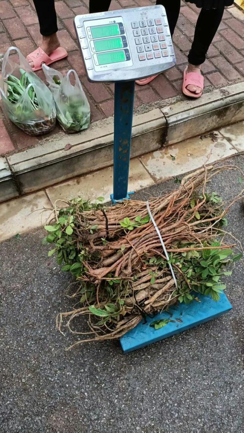 千斤拨，野生小叶千斤拨，大小通货20斤起批，包邮