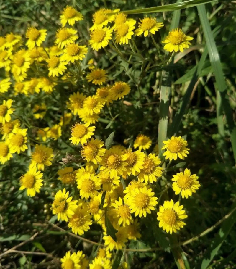 野菊花