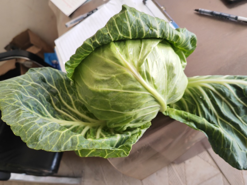 陕西精品甘蓝已上市货量足品质好现货大量供应中甘