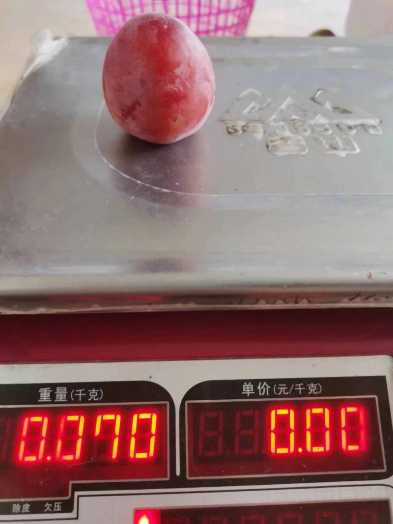西梅天官大果西梅清香怡人甘甜鲜美视频看货欢迎电联