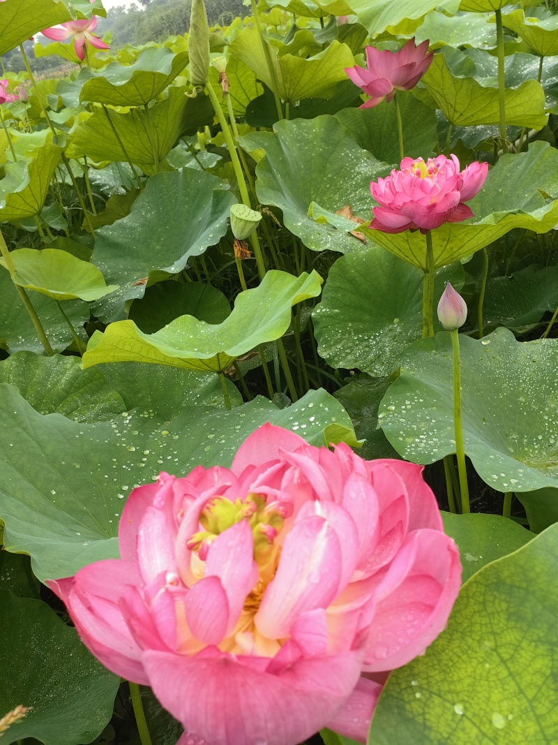 {优质}重瓣荷花种苗，基地址发，技术指导，全国发货，