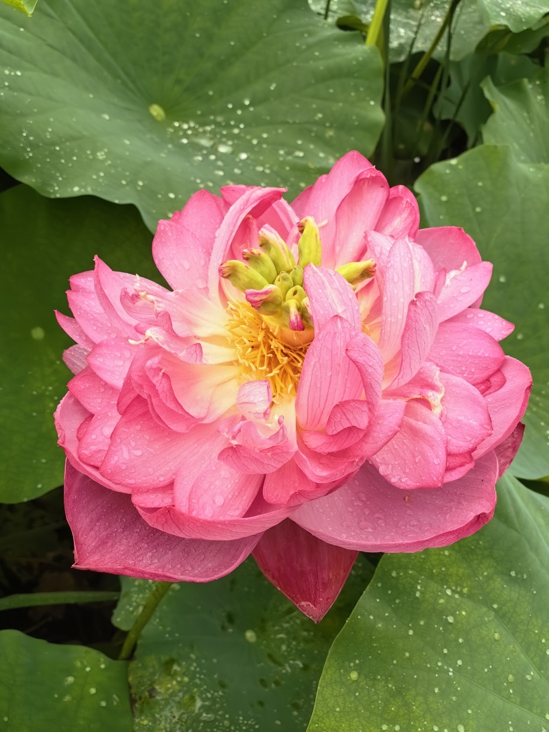 {优质}重瓣荷花种苗，基地址发，技术指导，全国发货，