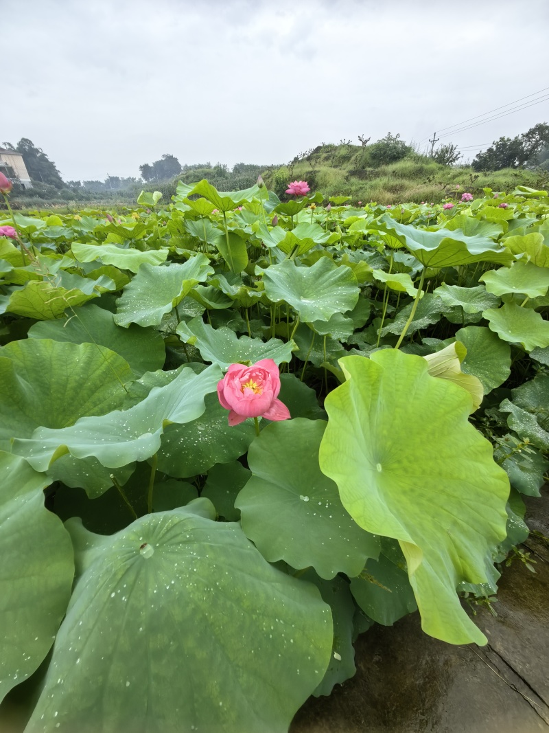 {优质}重瓣荷花种苗，基地址发，技术指导，全国发货，
