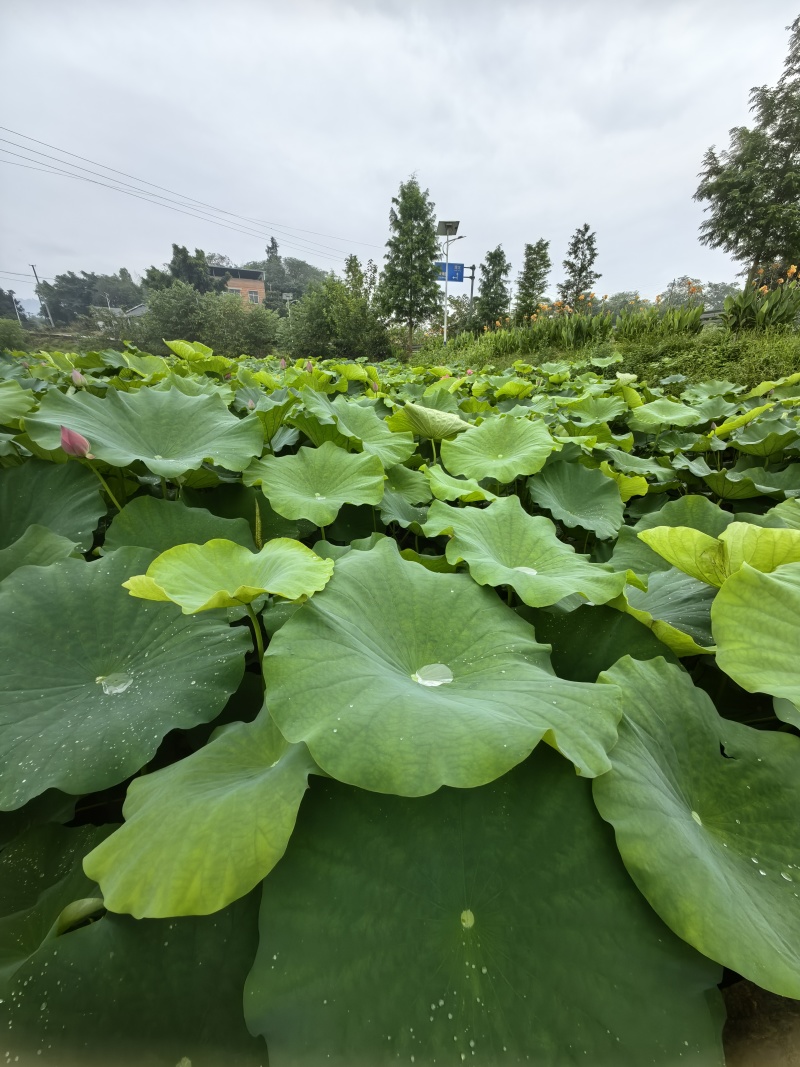 {优质}重瓣荷花种苗，基地址发，技术指导，全国发货，