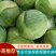 甘蓝大量上市一手货源量大从优可以视频看货价格优惠欢迎采购