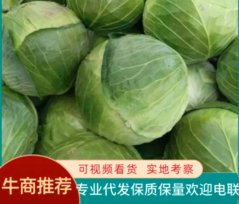 甘蓝大量上市一手货源量大从优可以视频看货价格优惠欢迎采购