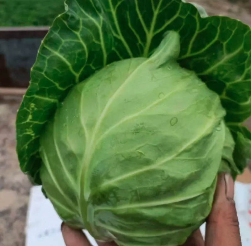 精品京丰一号甘蓝大量上市，价格美丽质量保证欢迎大家采购