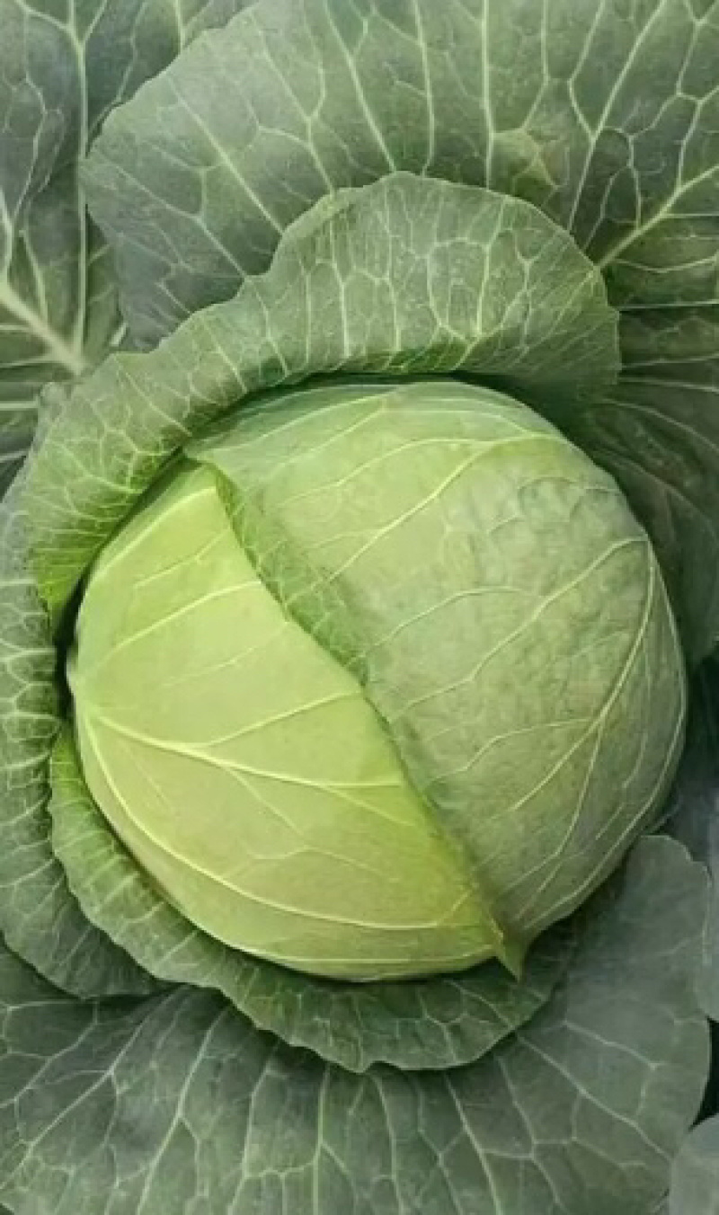 精品京丰一号甘蓝大量上市，价格美丽质量保证欢迎大家采购