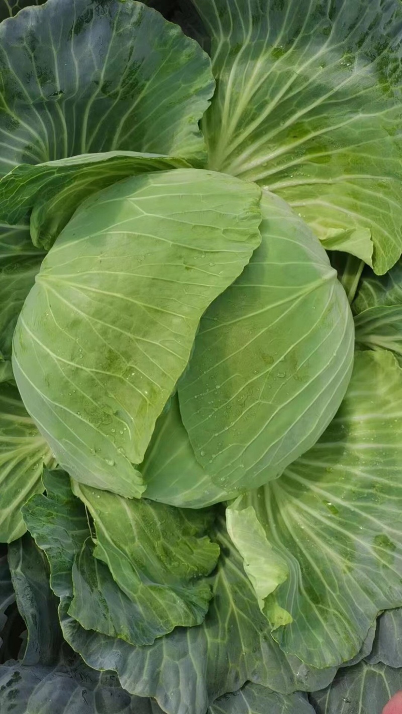 精品京丰一号甘蓝大量上市，价格美丽质量保证欢迎大家采购