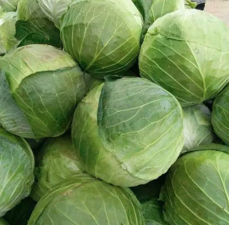 精品京丰一号甘蓝大量上市，价格美丽质量保证欢迎大家采购